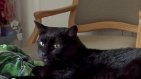 Cute Precious Piper Looks So Pretty and Shiny - My Adopted Shelter Cat Vlog #shorts