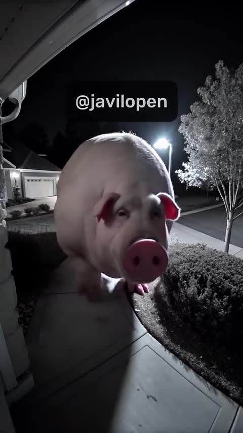 Huge pig caught on CCTV