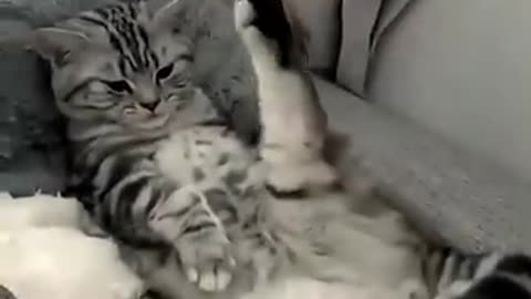 #Funny cat compilation short videos. #do not try to laugh #Cats doing their eureka moments