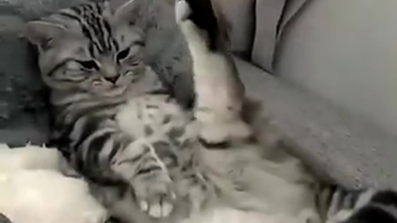 #Funny cat compilation short videos. #do not try to laugh #Cats doing their eureka moments