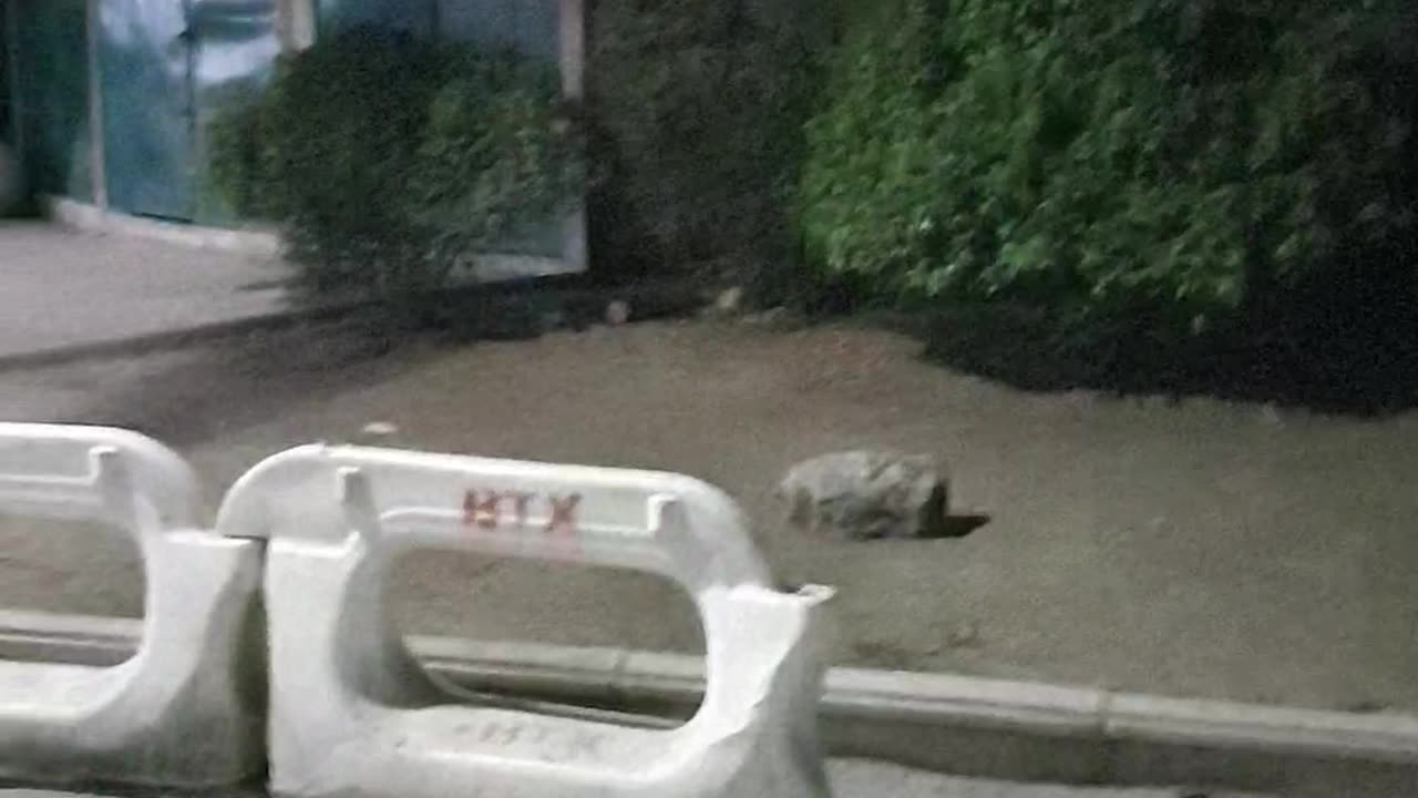 Bunnies in Bicentennial Park, Santiago, Chile