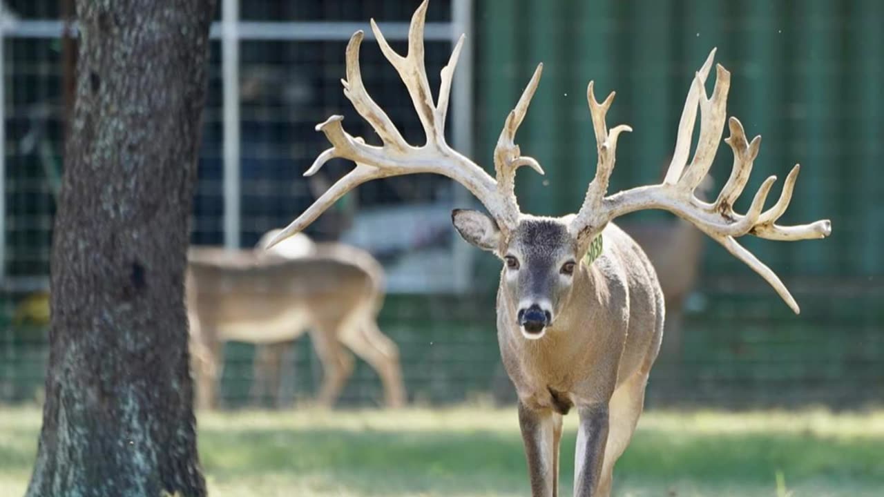 Watcher of Crazy Song