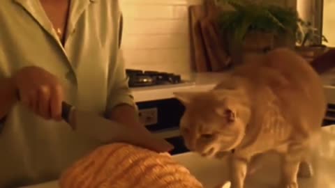 Убийство кошки)))