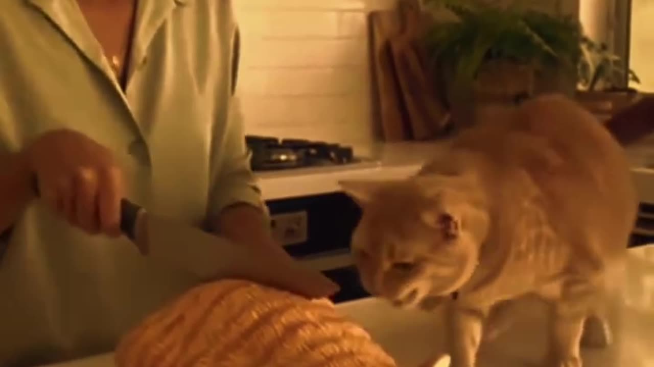 Убийство кошки)))