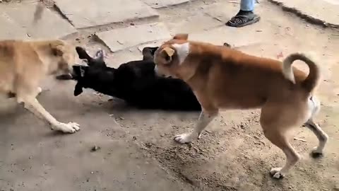 FIERCE DOG FIGHT IN THE STREET!😱😱😱