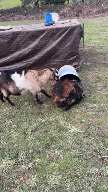 Goats Stuck in a Trash Can