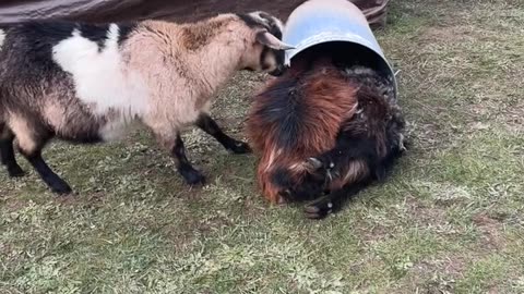 Goats Stuck in a Trash Can