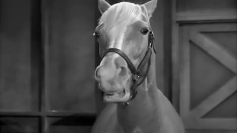 Mister Ed S01 E01 The First Meetingsent