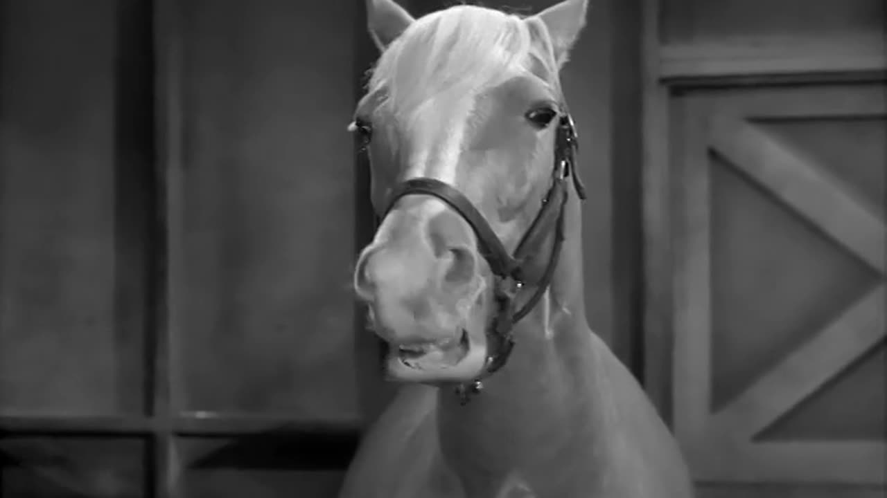 Mister Ed S01 E01 The First Meetingsent