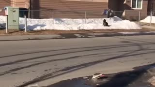 😂🐕 You Won't Believe This Hilarious Dog Chase Fail! Running from a Dog | FunFM