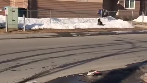 😂🐕 You Won't Believe This Hilarious Dog Chase Fail! Running from a Dog | FunFM