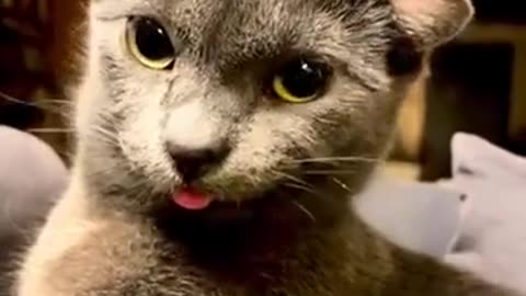 😮💥 Wait Until You See This Cat's Unique Feature! | FeedMyCuriosity