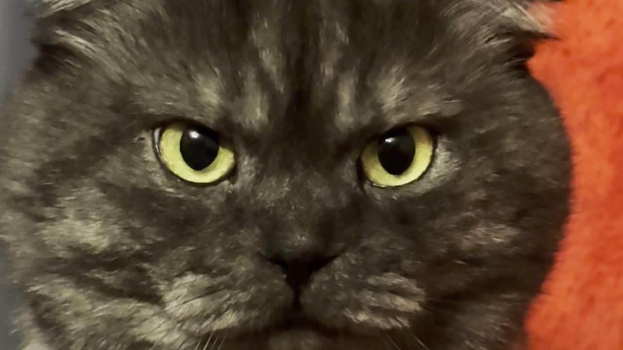 Funny cat OSKAR