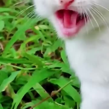 chhota billi mummy ko bula raha hai😓