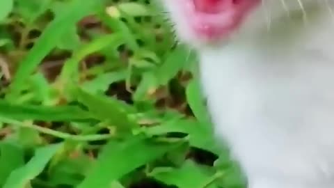 chhota billi mummy ko bula raha hai😓