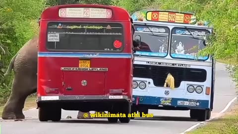 Elephant Attack to passenger buses