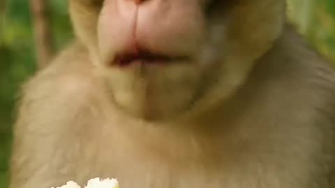 Banana Monkey?!🙉