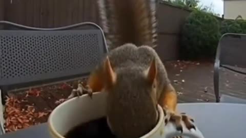 🐿️ Squirrel drinks COLD COFFEE 🐿️