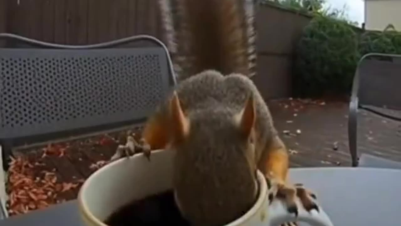 🐿️ Squirrel drinks COLD COFFEE 🐿️