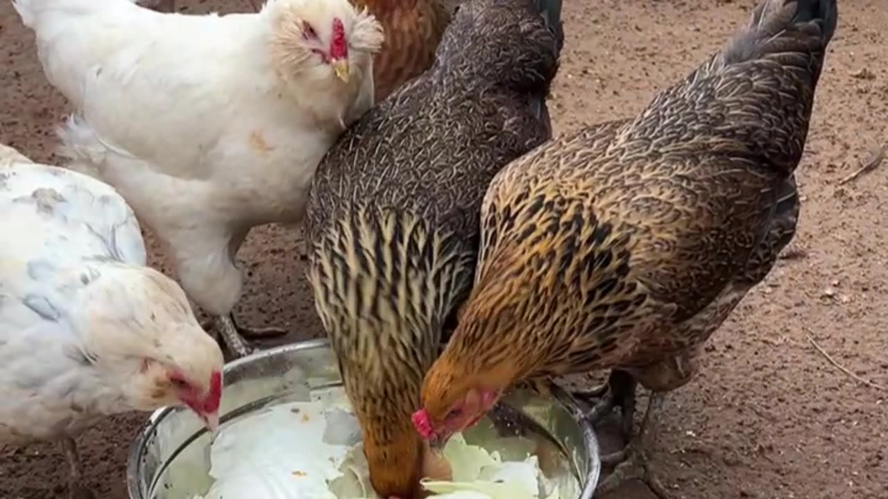 Is this a chicken salad?