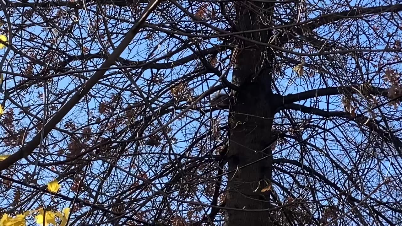 Blue jays and squirrel