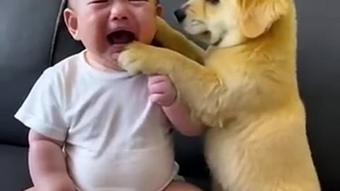 “Turn Your Dog Into a Dream Dog! Fun, Positive Training for Real-Life Results”