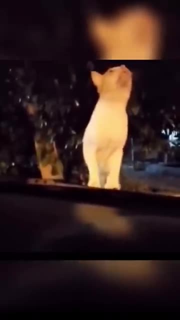 Animals funnest video