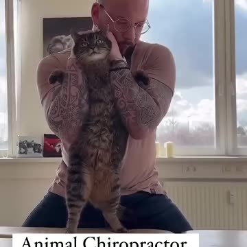 Animal Chiropractor