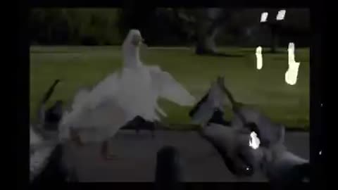 Goose Gets Loose