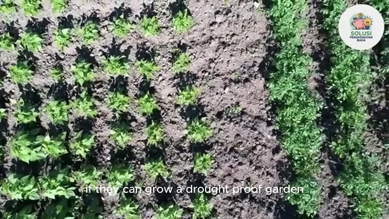 Why Amish Gardens Survive Extreme Heat