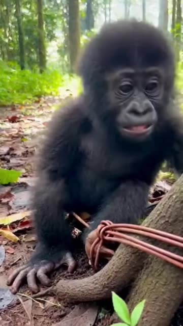 The Gorilla's Blockade