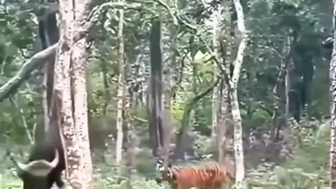 "Tiger escaping from a wild bull