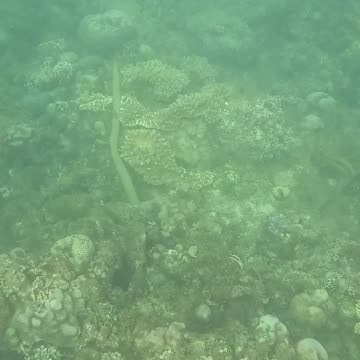 Snorkeling Morning!!