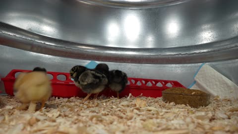 Watching new chicks, at eye view, settling into their new home.