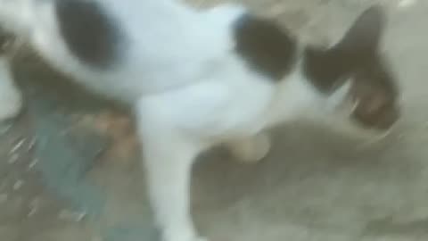 Cute cat is very funny