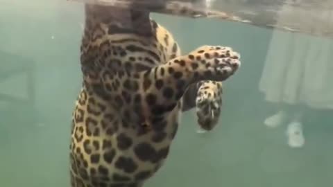 this is how leopards swim 🐆