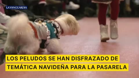 El desfile solidario de perros en Zaragoza para fomentar la adopción responsable