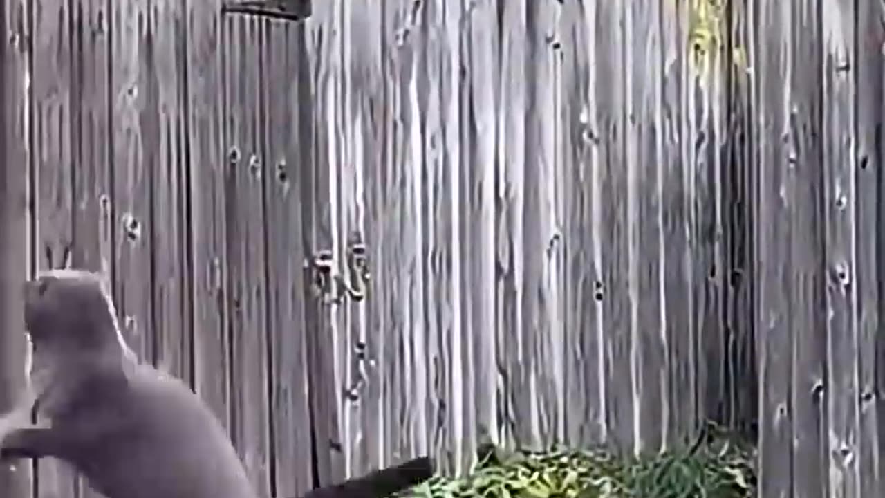 Sharp claws of a cat scare away a bear