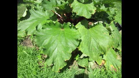 Healthy Treat Rhubarb July 2025