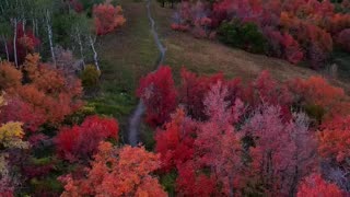 The peak fall foliage in Provo Canyon, Utah,