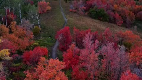 The peak fall foliage in Provo Canyon, Utah,