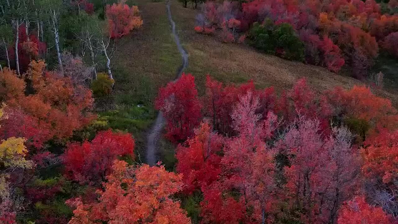 The peak fall foliage in Provo Canyon, Utah,