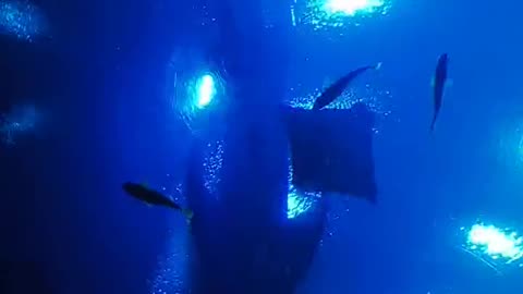 Whale Shark (12 o'clock high) #georgiaaquarium #live #aquarium #whaleshark