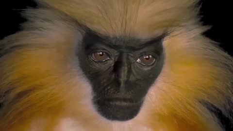 A rare close-up showing the elusive Golden Langur