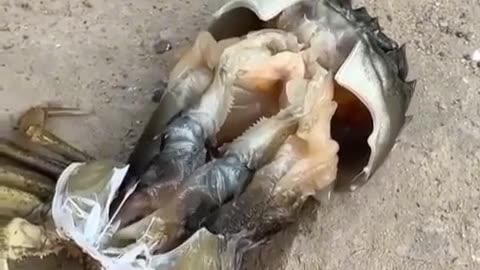 🧠✨ The Fascinating Process of Crab Molting! | FeedMyCuriosity