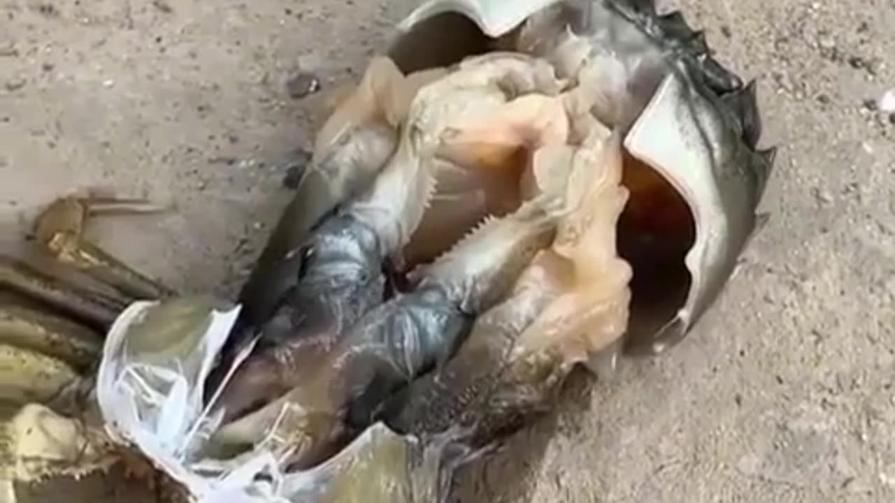 🧠✨ The Fascinating Process of Crab Molting! | FeedMyCuriosity