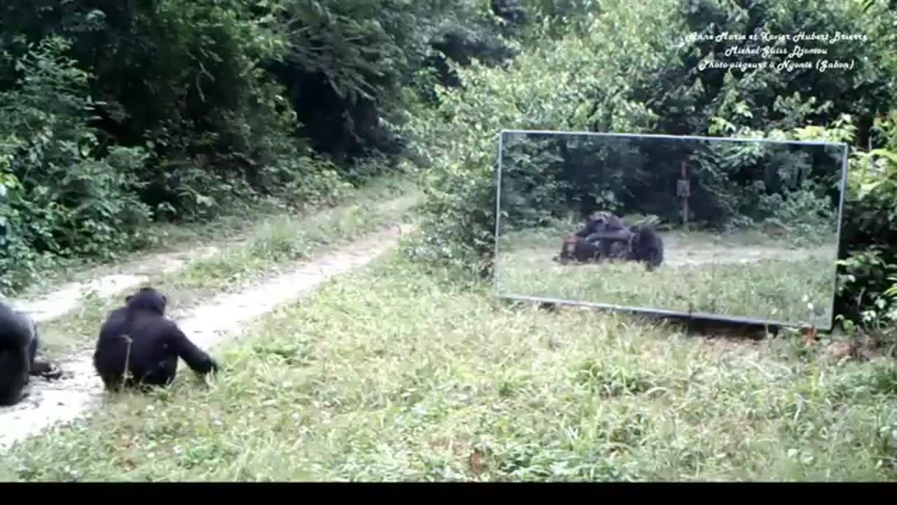 🐒👀 Watch Chimps React to Their Reflections for the First Time! | FeedMyCuriosity