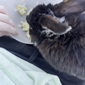 Bunny Zoomies! 🐰💨 | Funniest Rabbit Ever