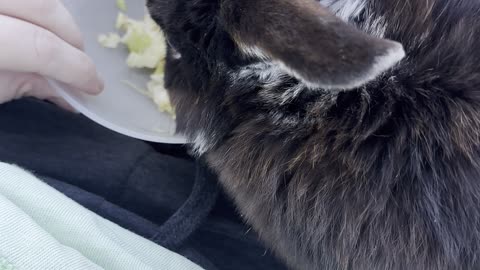 Bunny Zoomies! 🐰💨 | Funniest Rabbit Ever