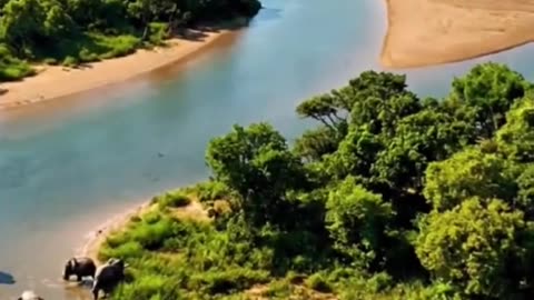 The bangle tiger in Sundarban India